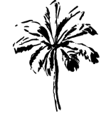 Palm Tree