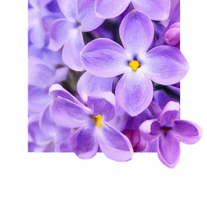 Whisper-soft lilac